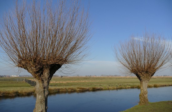 Waterschap pleit voor terugkeer wilg in houteconomie