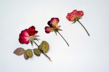 Maak je eigen herbarium (6-14 jaar)