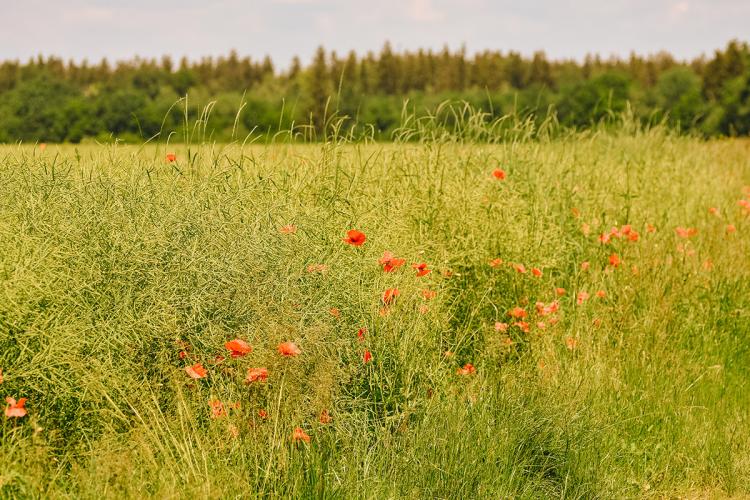 Fotowedstrijd in het kader van de BoerenNatuur Zomerweken