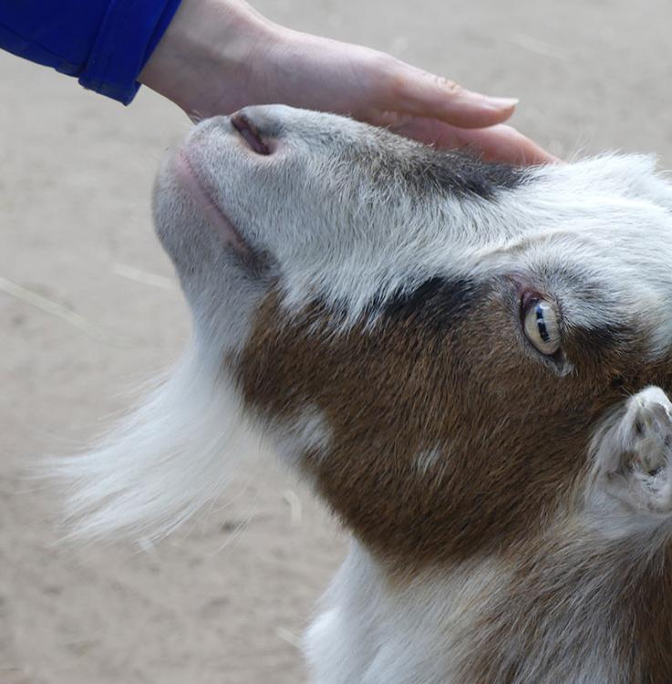 Voorleesfeest Ontmoet de dieren op de kinderboerderij (2-10 jaar)