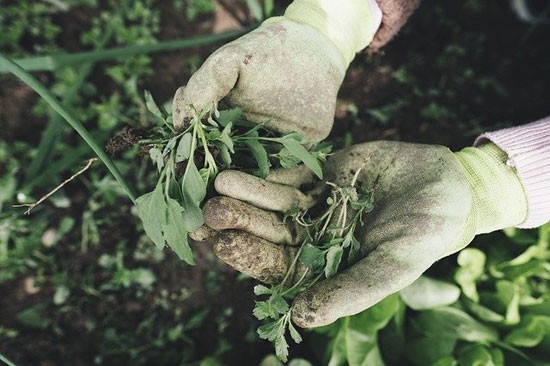 Start cursus Natuurlijk Tuinieren